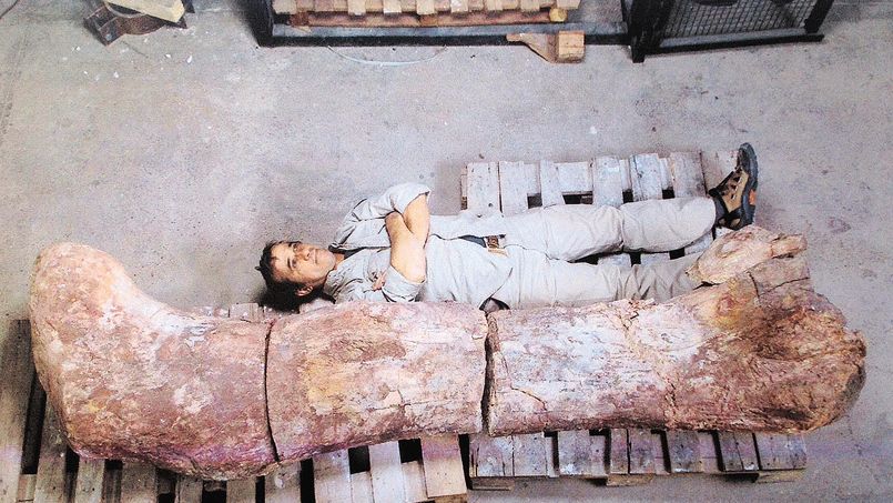 A technician lies next to the femur of a dinosaur at the Egidio Feruglio Museum in Trelew