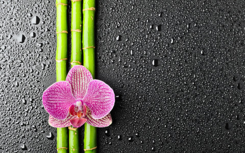 orchid_on_bamboo_hd_widescreen_wallpapers_2560x1600